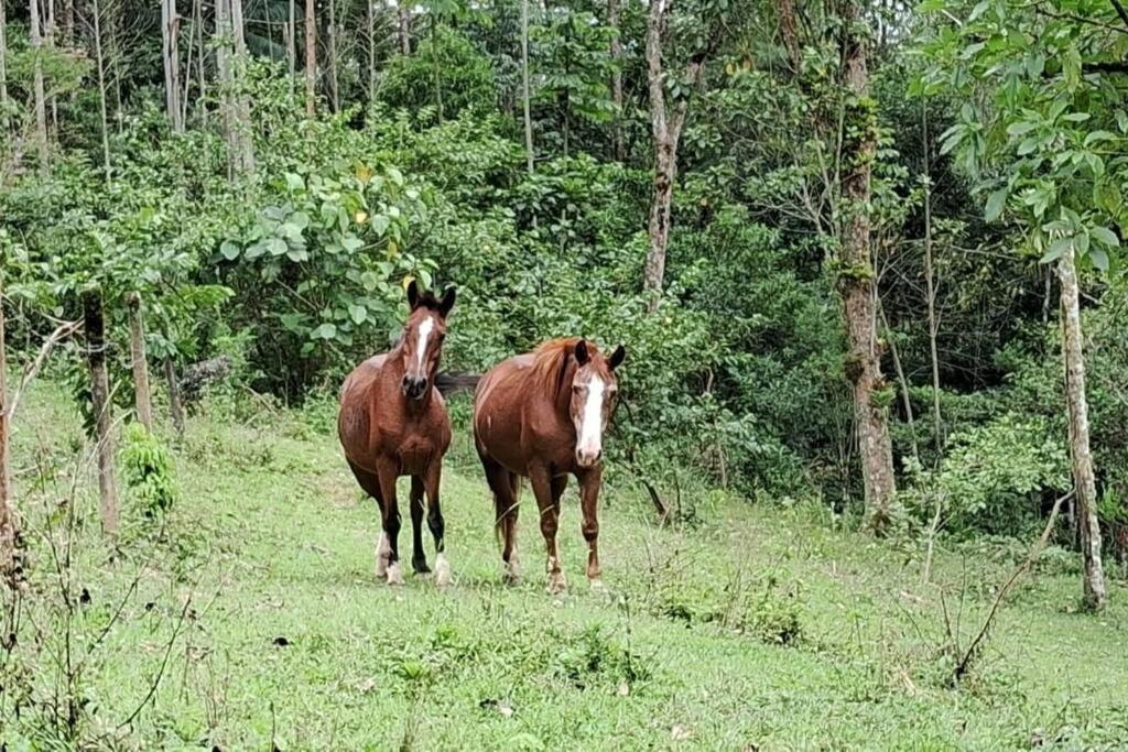 Sitio Som Das Aguas Benedito Novo エクステリア 写真