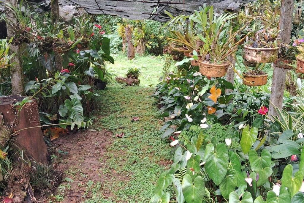 Sitio Som Das Aguas Benedito Novo エクステリア 写真